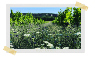 DOMAINE DU PETIT ORATOIRE - VIN NATUREL