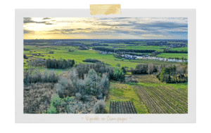 Vignoble en Champagne