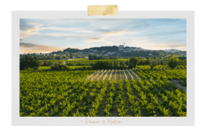 Vignoble domaine de Marcoux