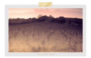 DOMAINE RIERE CADENE