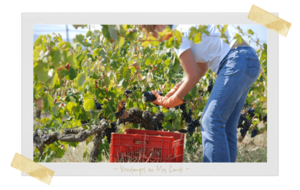 VENDANGES AU MAS CANDI