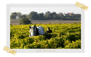 Vignoble alexandre bain, vin naturel Loire