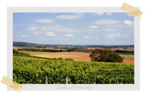 Vignoble Menetou Salon