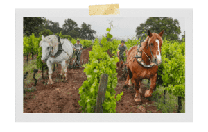 Château Le Puy - Vin Nature