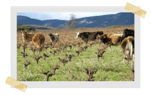 Domaine Leon Barral