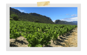 Domaine des Sarradels