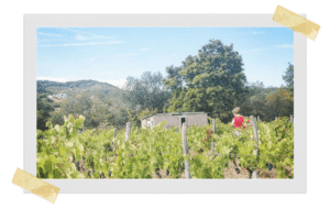 Les ussels - vin nature auvergne