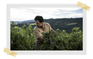 Pierre Beauger - vin nature auvergne