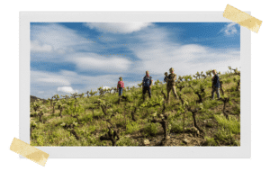 Domaine de l'immortelle