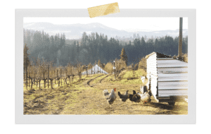 Hiyu Farm