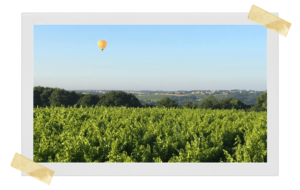 Le Raisin à Plume