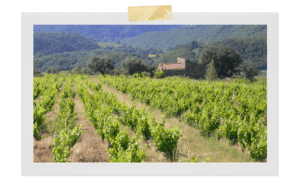 Thierry Navarre vin