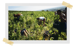 domaine foillard