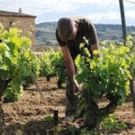 Les labels du vin