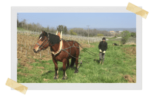 domaine de la pinte