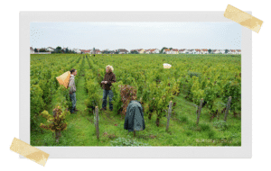 domaine sylvain pataille