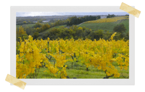 domaine la coulée de serrant