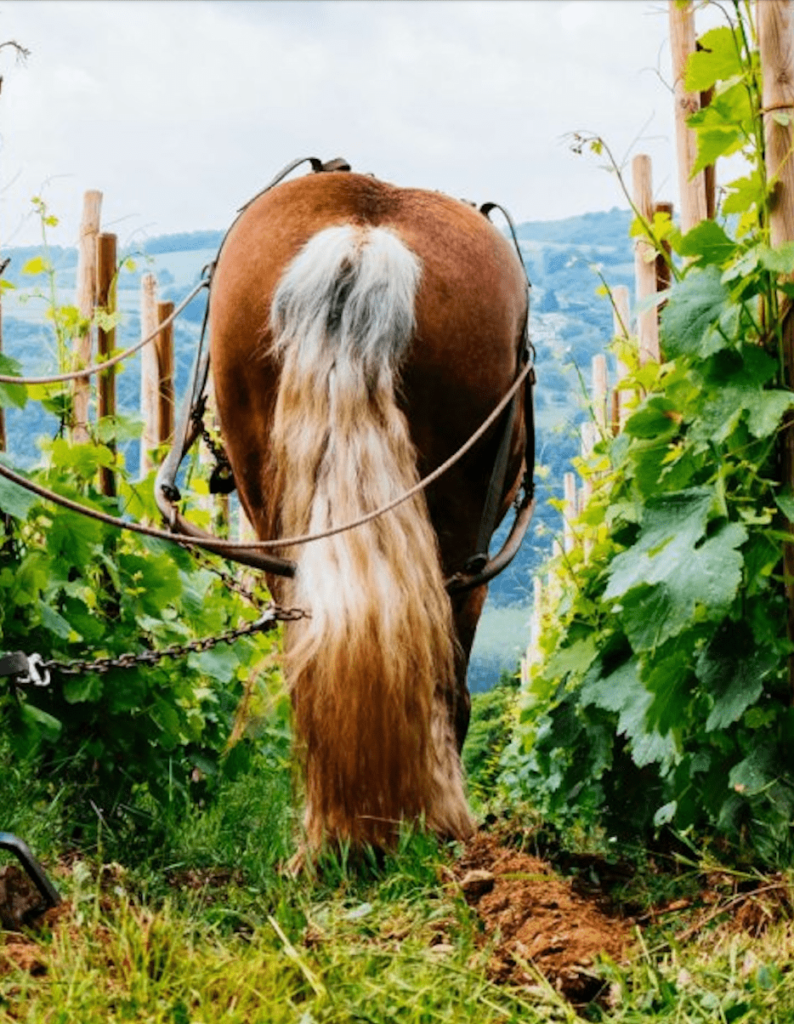 vignoble en biodynamie