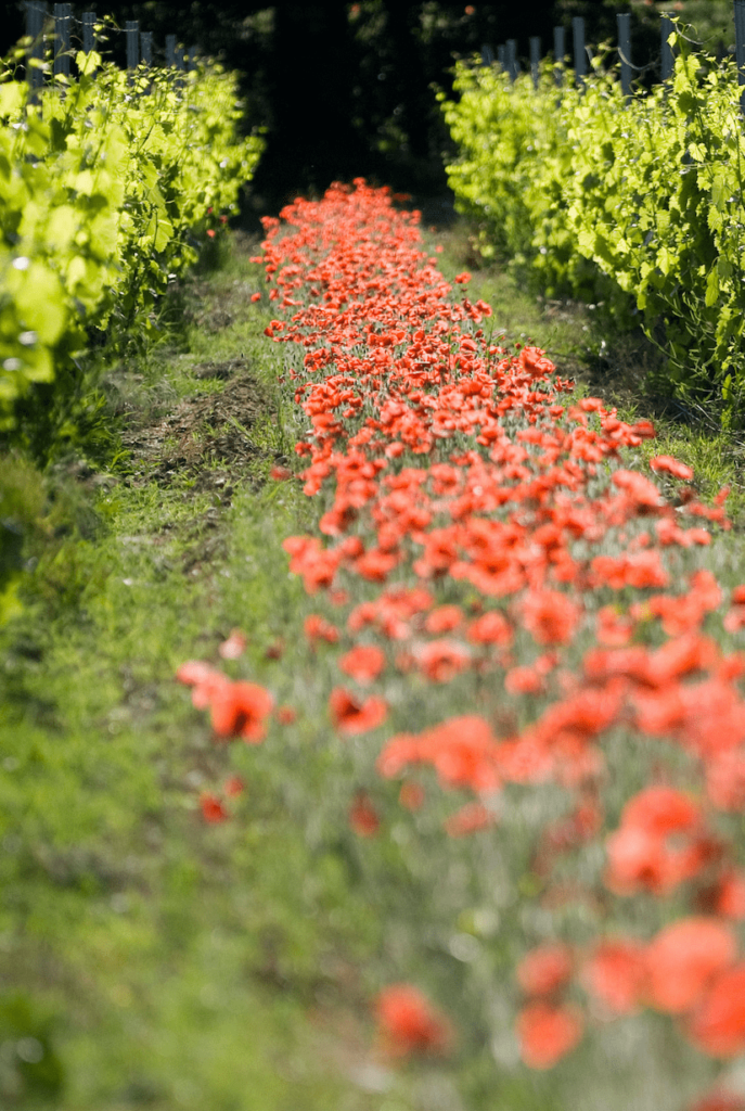 vignoble en biodynamie