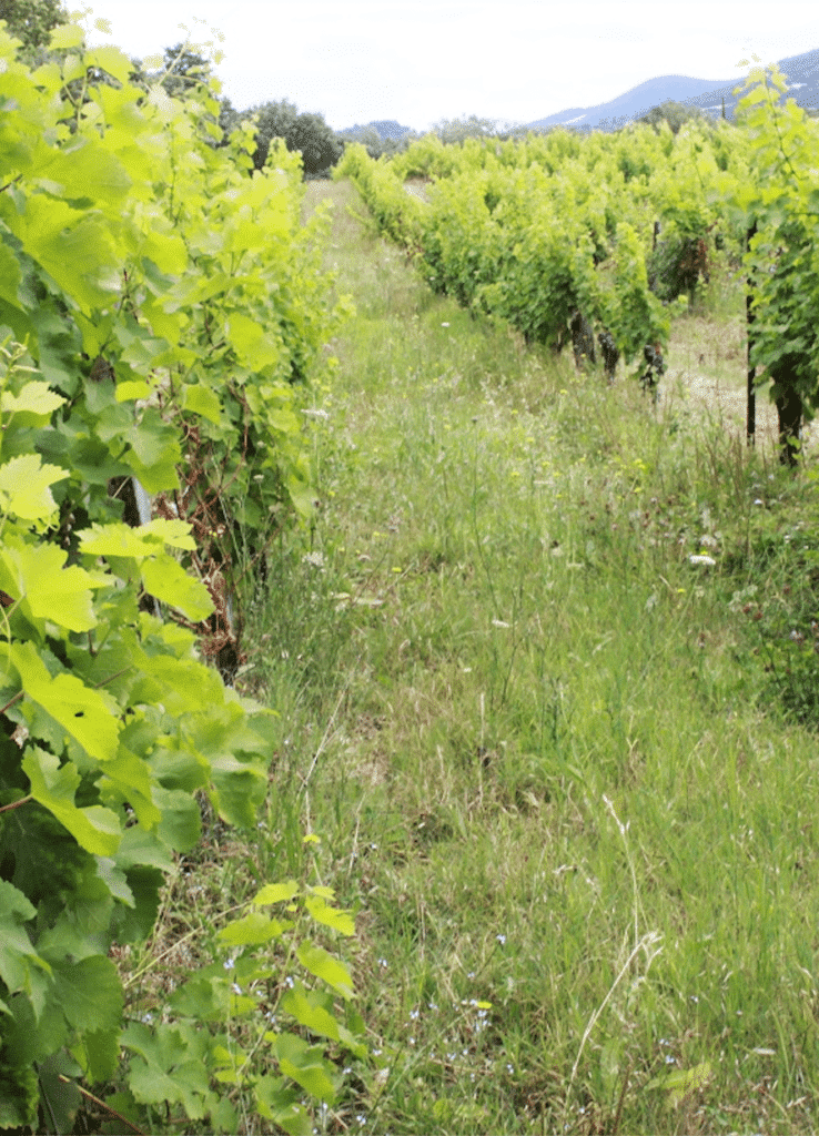 vigne en agriculture biologique