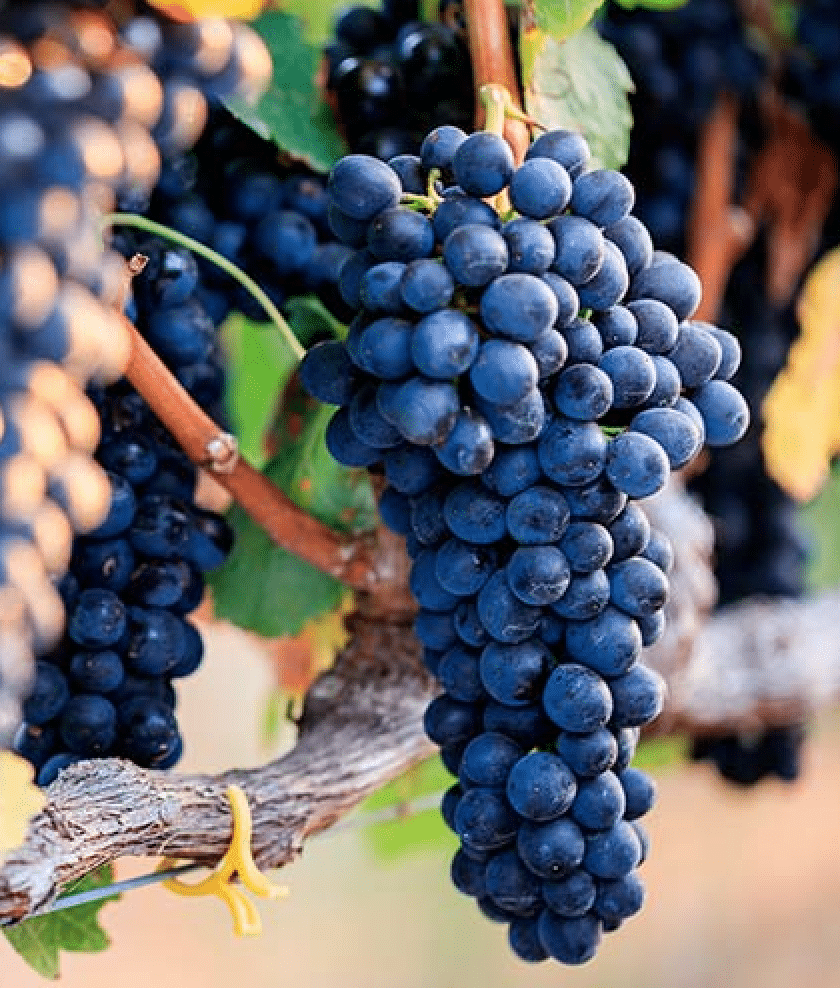 Où pousse la Syrah ?