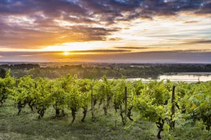 visiter angers et ses vignboles